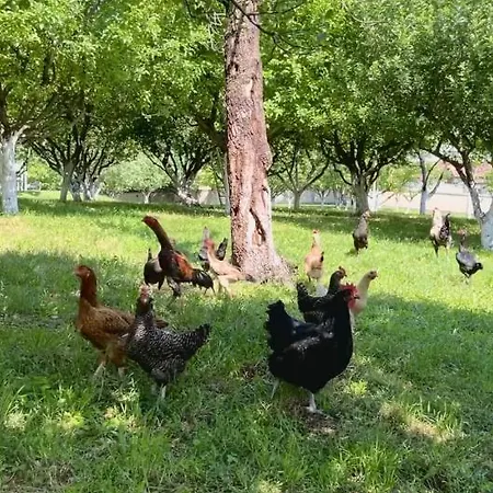 Beyaz Koesk Geyve