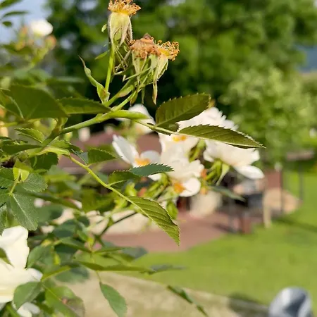 Beyaz Koesk Apartahotel *